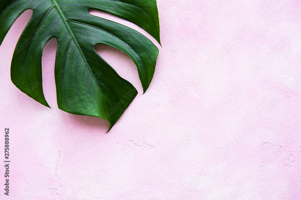 Obraz premium Tropical leaves monstera