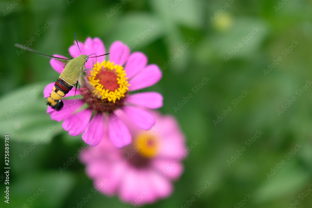 bee on flower bee on flower