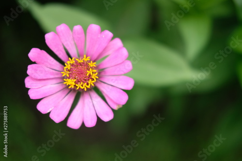 pink cosmos flower