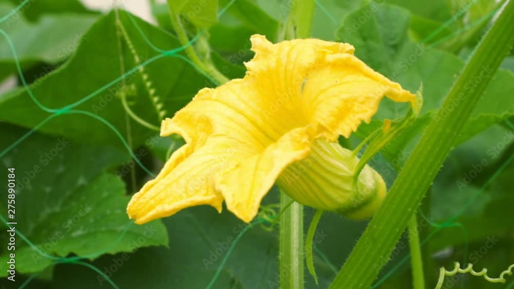 Pumpkin flower with ovary. Agricultural concept, farming season, cultivated melons Pumpkin flower with ovary. Agricultural concept, farming season, cultivated melons