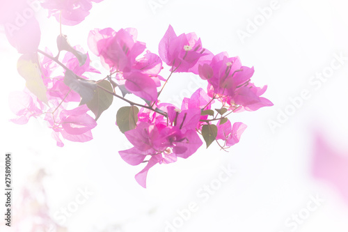 Beautiful pink Bougainvillea flower on plant