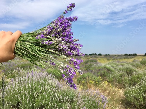 Fototapeta Naklejka Na Ścianę i Meble -  Blooming lavender field in Crimea 