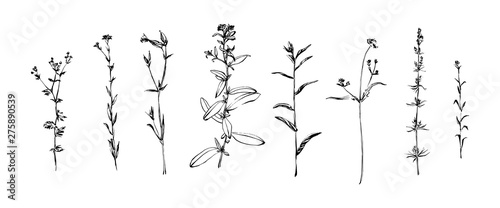 Hand drawn set of wild herbs. Outline plants painting by ink. Sketch or doodle style botanical vector illustration. Black isolated on white background