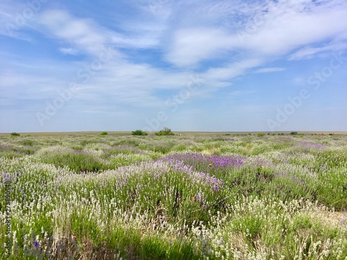 Blooming lavender field. Crimea © Alicante