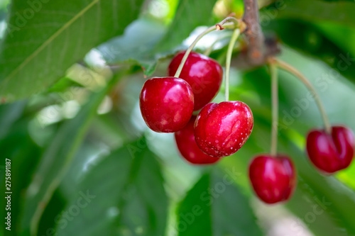 Close-up photo of ripe sweet red cherries on branch