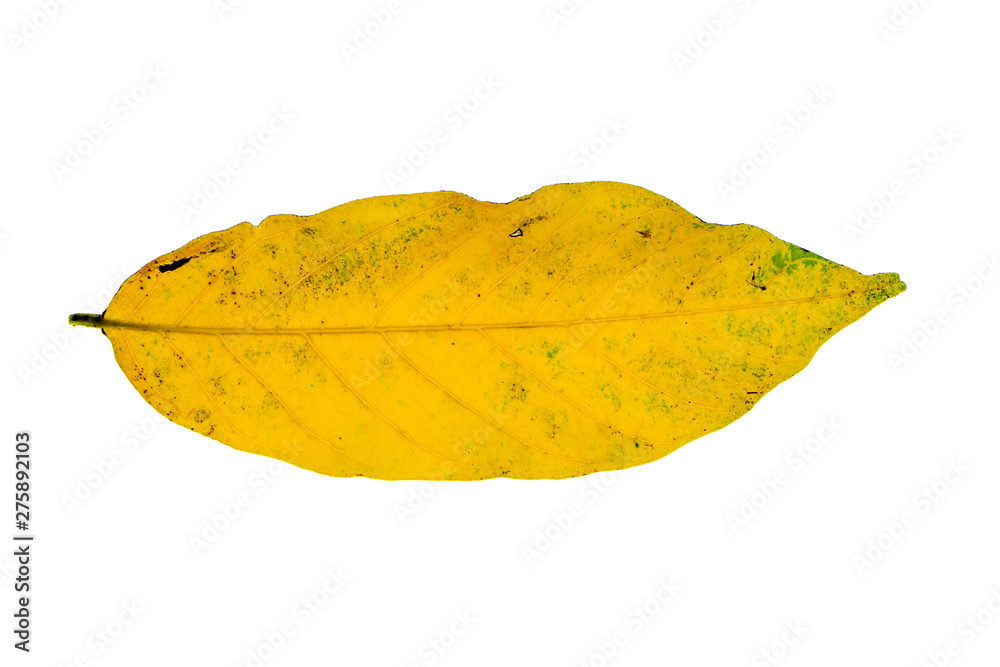 Fototapeta premium Chinese Desmos leaves