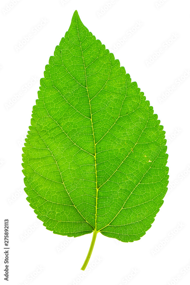 Obraz premium Close up Mulberry leaf on white background.