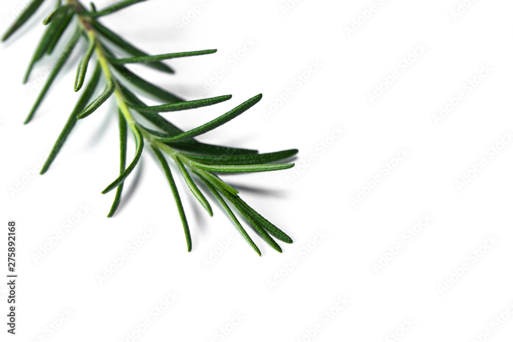Naklejka premium Close up of Rosemary plant