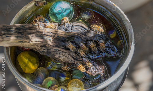 African honey bees drink water from a home made bee bath in a residential garden