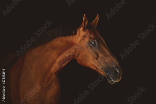 stunning beautiful red horse isolated on dark background	