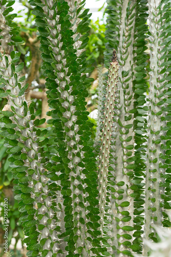 Madagascar Ocotillo plant with small green leaves in botanical park