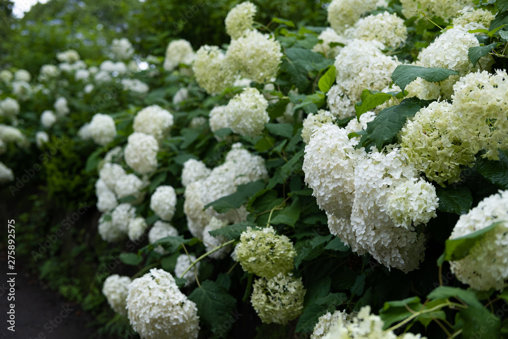 Hydrangea macrophylla Hydrangea macrophylla