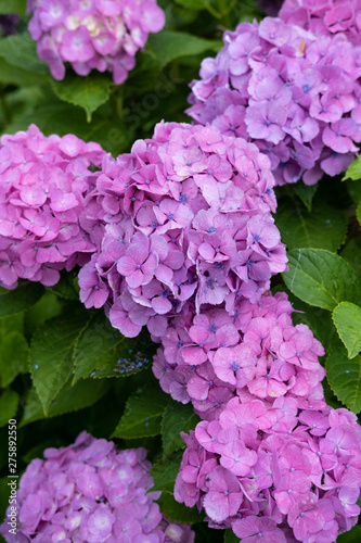 Hydrangea macrophylla