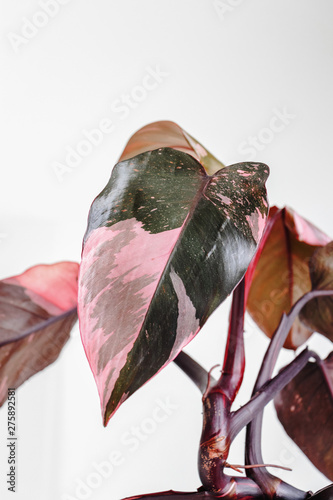 Pholodendron Pink Princess leaves on a white background, creative tropical plant concept, Philodendron Erubescens or Pink Princess photo