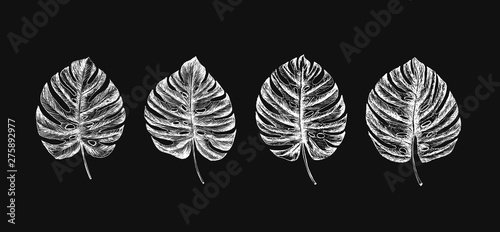 Hand drawn sketch tropical plants set.