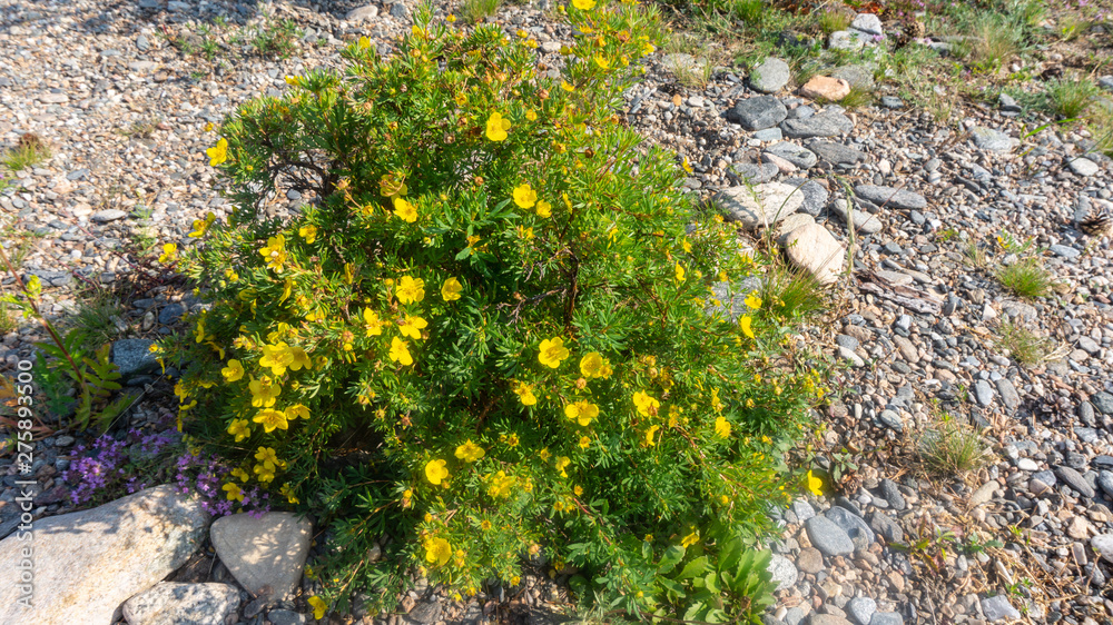flowering shrubs among the stones on the island of Olkhon flowering shrubs among the stones on the island of Olkhon