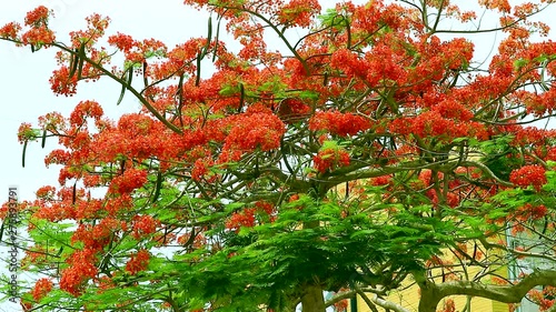 red flame tree flower blooming green leaves in the garden1 photo