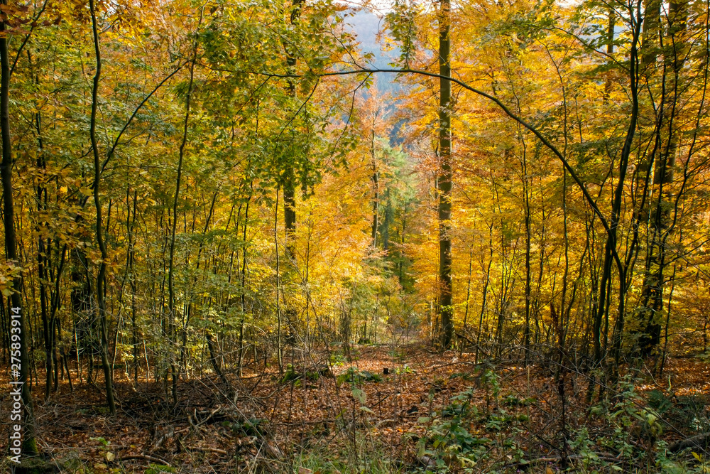 Autumn in forest in Sauerland