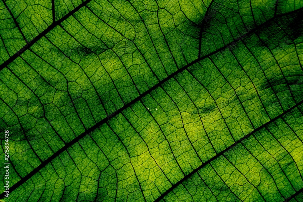Obraz premium green leaf texture