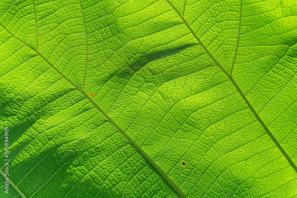 Green Leave texture background. Green Leave texture background.