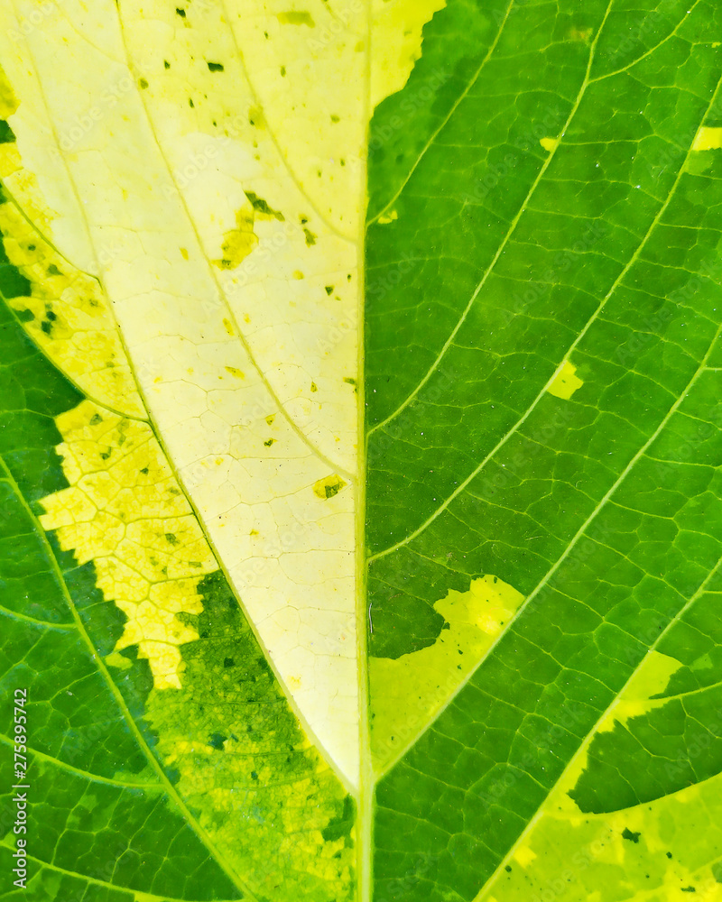 Leaf with abstract patterns 1