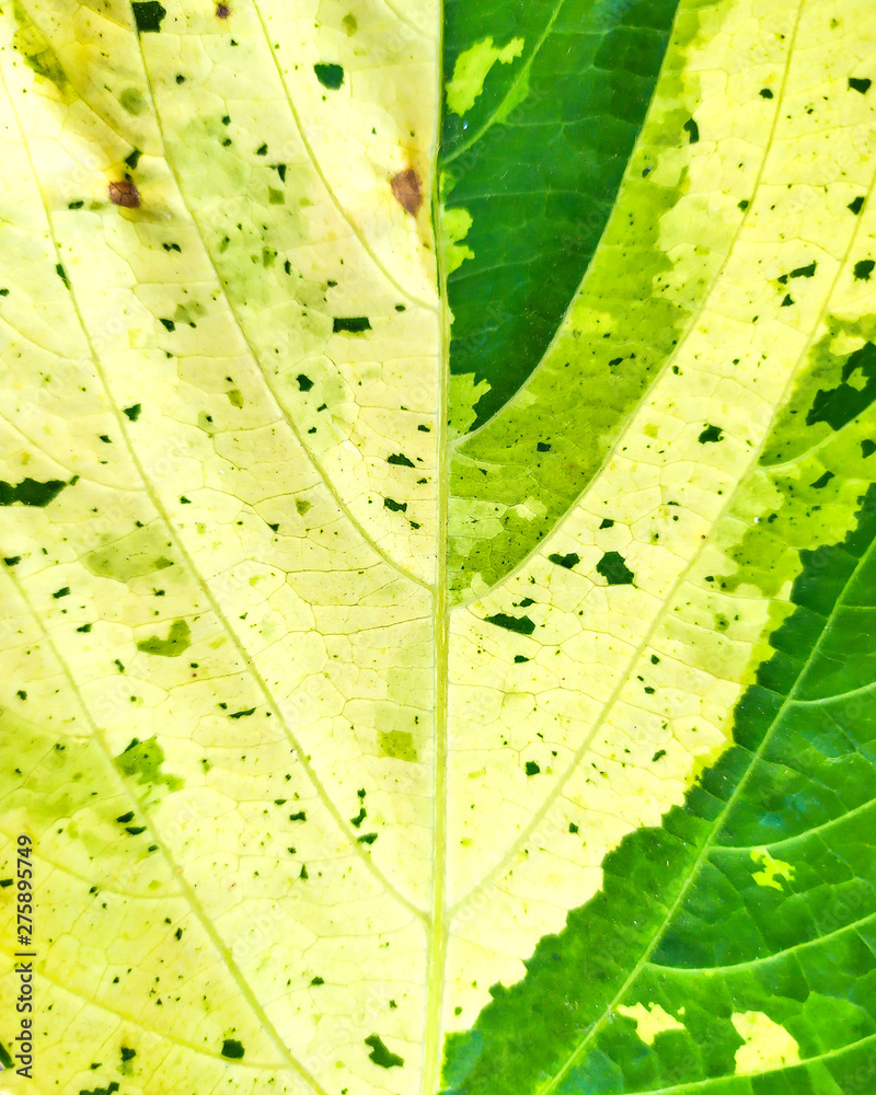 Leaf with abstract patterns 2