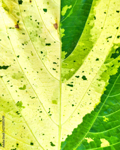 Obraz na płótnie Leaf with abstract patterns 2 w salonie