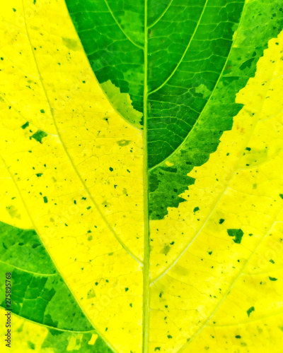Leaf with abstract patterns 3