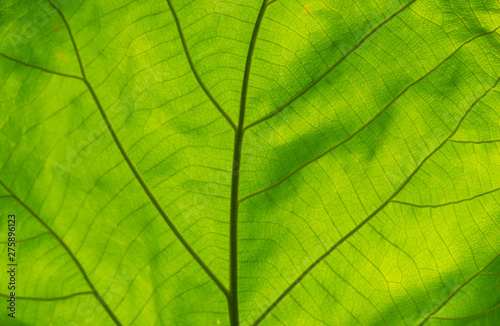 Green leaf texture.