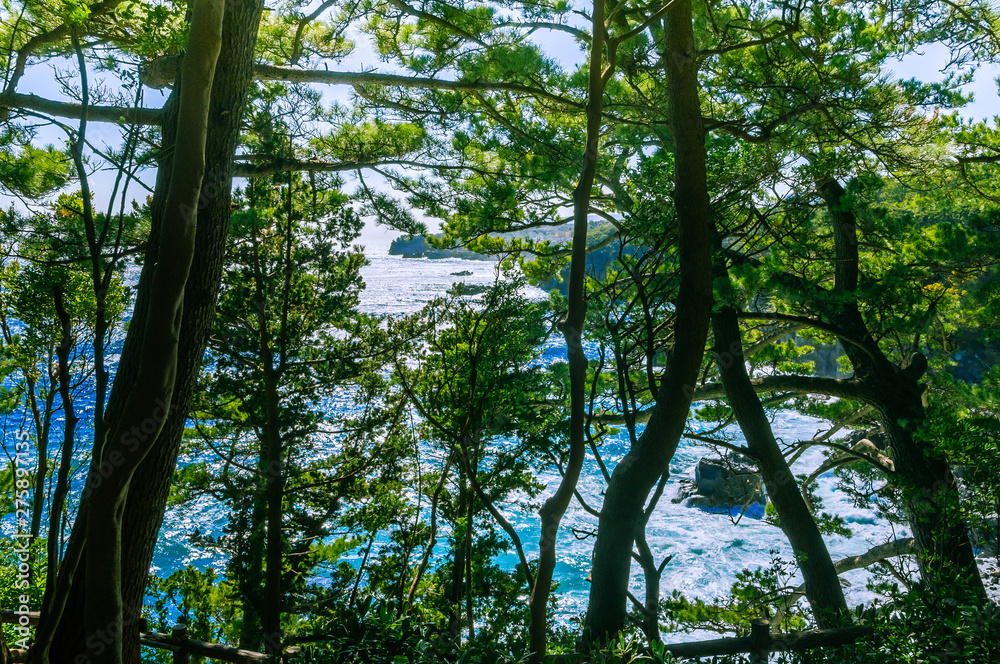 Obraz premium The sea seen from among the trees. Izu region of Japan