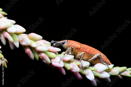 Lixus amurensis Faust on plant photo