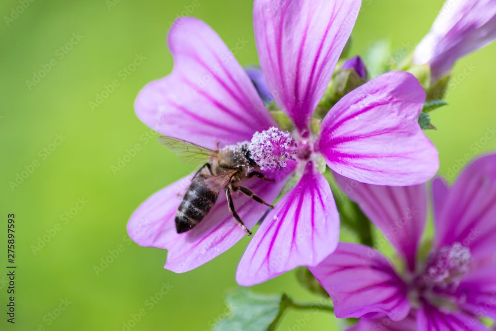 Prächtige violett-weiß-pink-farbene Blüten laden Insekten wie Bienen und Hummeln zum Nektar- und Pollensammeln in Frühling und Sommer ein Prächtige violett-weiß-pink-farbene Blüten laden Insekten wie Bienen und Hummeln zum Nektar- und Pollensammeln in Frühling und Sommer ein