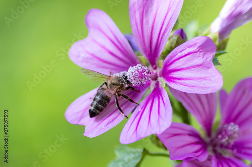 Prächtige violett-weiß-pink-farbene Blüten laden Insekten wie Bienen und Hummeln zum Nektar- und Pollensammeln in Frühling und Sommer ein