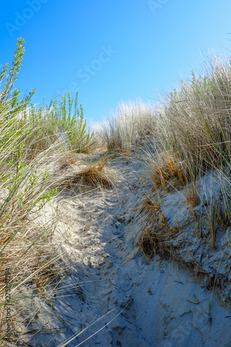 Fototapeta Naklejka Na Ścianę i Meble -  Sea Grass On A White Sand Dunes Beach under a clear blue Sky 