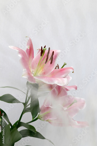 ユリの花 百合の花 ゆりの花 ユリ ピンクの花 Stock Photo Adobe Stock ユリの花 百合の花 ゆりの花 ユリ ピンクの花 Stock Photo Adobe Stock