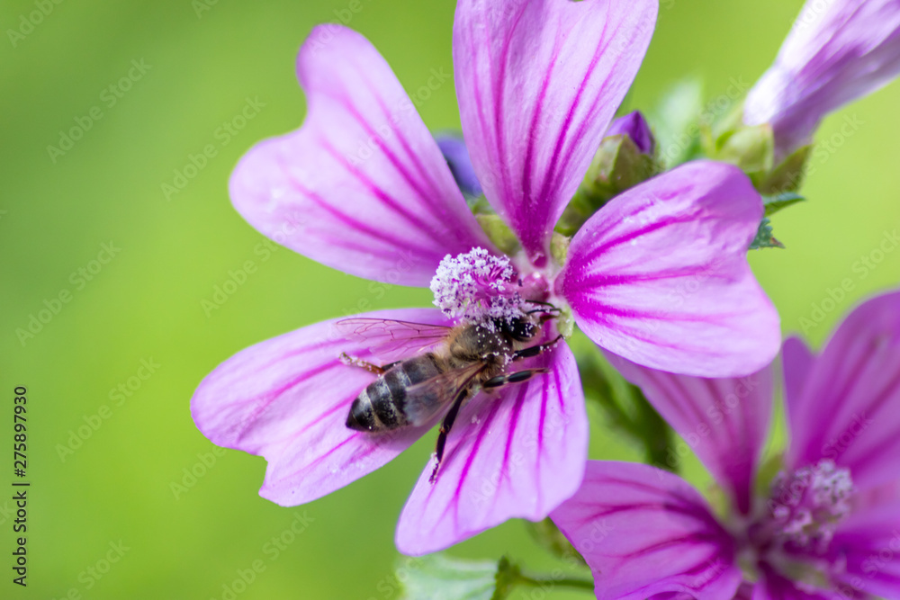 Prächtige violett-weiß-pink-farbene Blüten laden Insekten wie Bienen und Hummeln zum Nektar- und Pollensammeln in Frühling und Sommer ein Prächtige violett-weiß-pink-farbene Blüten laden Insekten wie Bienen und Hummeln zum Nektar- und Pollensammeln in Frühling und Sommer ein