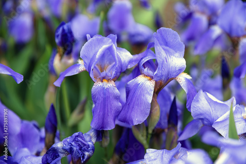 Blue flower irises close up, nature background