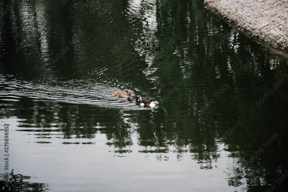 Obraz premium Ducks swim in the lake close up