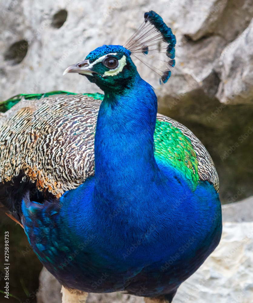 Obraz premium Portrait of a blue peacock in nature