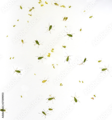 Blattlaeuse, Aphidina, Insekt, © Ruckszio