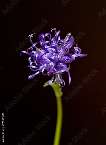 Halbkugelige, Rapunzel, Phyteuma, hemisphaericum photo