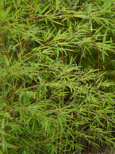 green reed leaves close up