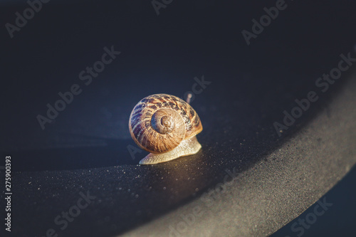 Snail on a walk