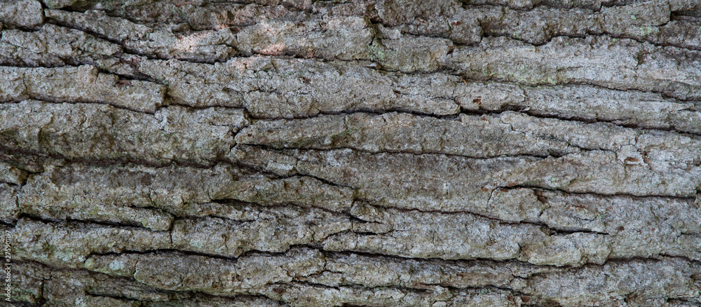 Texture of the bark of an oak tree Texture of the bark of an oak tree