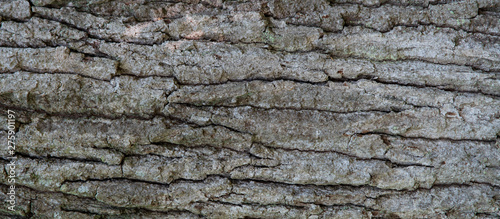 Texture of the bark of an oak tree