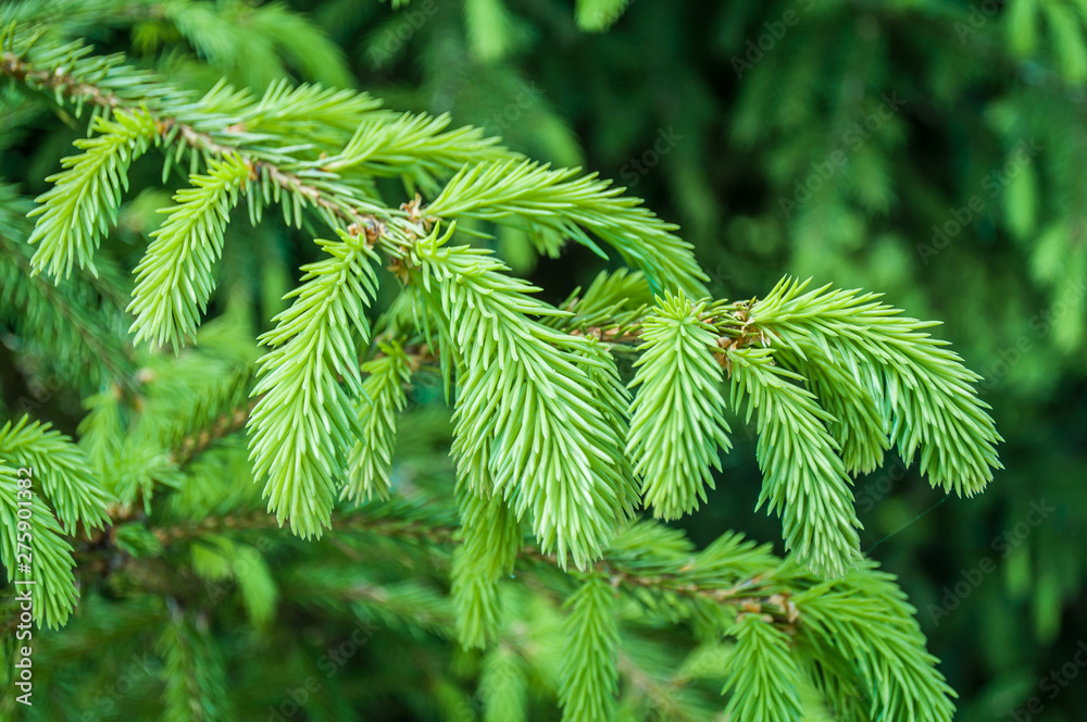 Spruce branch. Beautiful branch of spruce with needles. Christmas tree in nature. Green spruce. Spruce close up. Spruce branch. Beautiful branch of spruce with needles. Christmas tree in nature. Green spruce. Spruce close up.