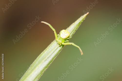crab spider on plant