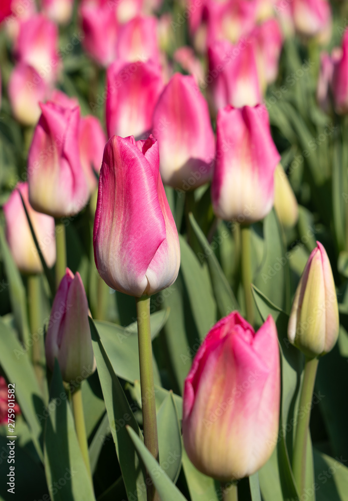 Fototapeta premium Tulip, Tulipa