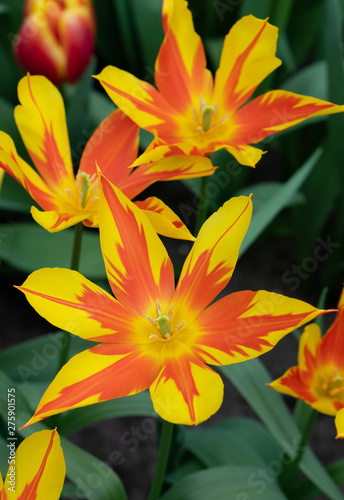 Tulip  Tulipa