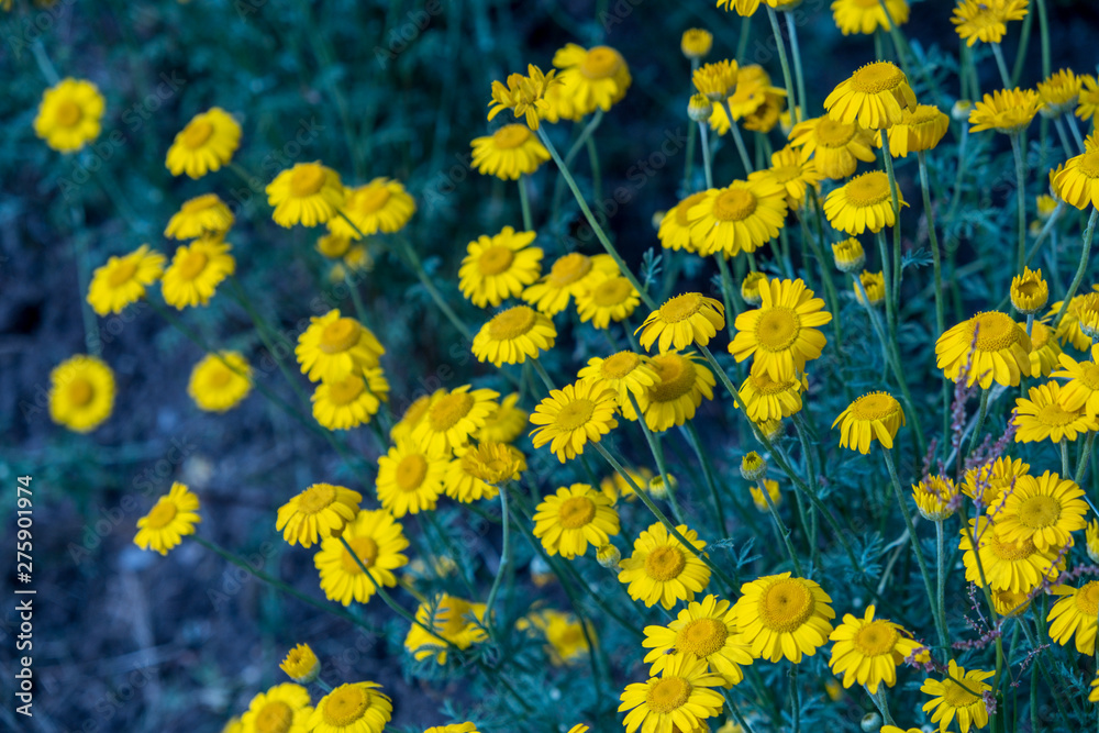Fototapeta premium Garden flowers in the garden beds. Summer, evening, garden near the house.